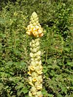 Bouillon blanc (04) (Photo F. Mrugala)